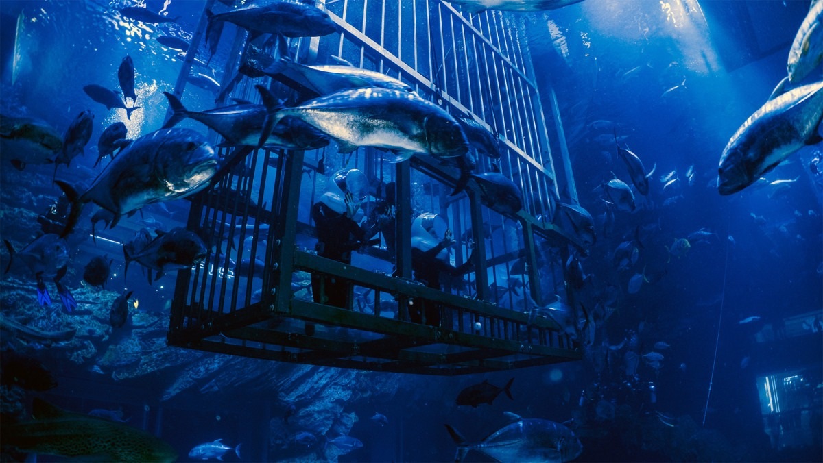 Dubai Aquarium & Underwater Zoo